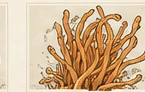 Cordyceps botanical illustration