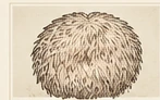 Lion’s Mane botanical illustration