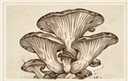 Oyster botanical illustration