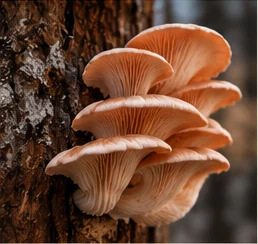 Pink oyster mushrooms, from the website concept artwork
