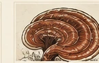 Reishi botanical illustration